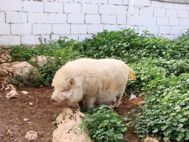nuestro cerdito